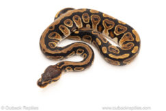 African import dinker ball python for sale