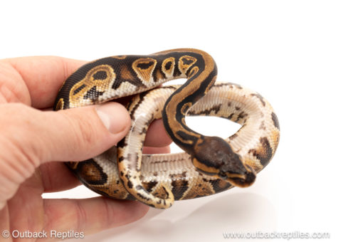 African import dinker ball python for sale