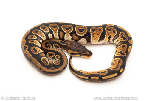 African import dinker ball python for sale