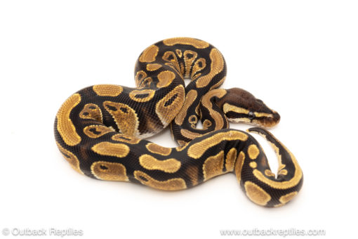 African import dinker ball python for sale