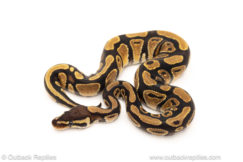 African import dinker ball python for sale