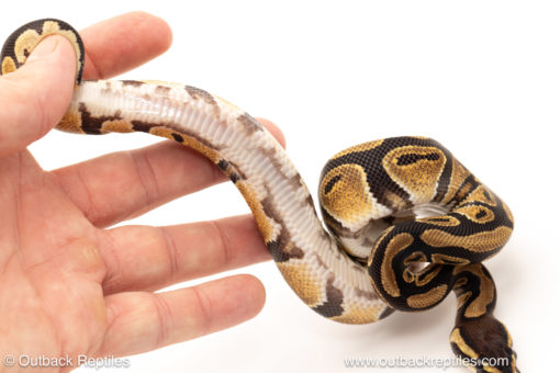 African import dinker ball python for sale