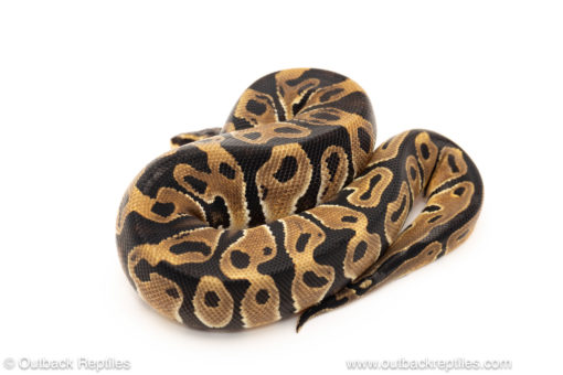 African import dinker ball python for sale