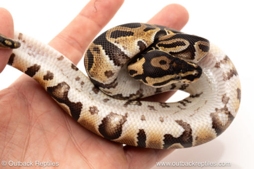 African import dinker ball python for sale