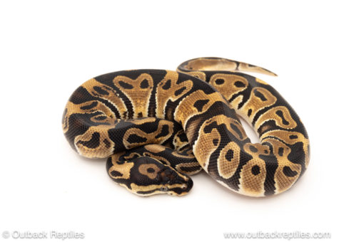 African import dinker ball python for sale