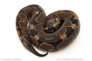 African import dinker ball python for sale