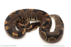 African import dinker ball python for sale