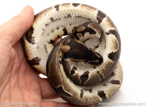 African import dinker ball python for sale