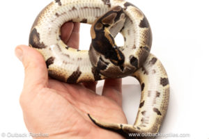 African import dinker ball python for sale