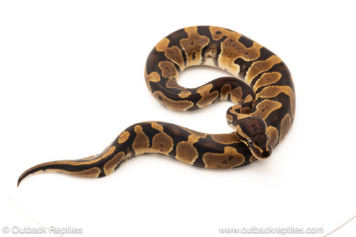 African import dinker ball python for sale