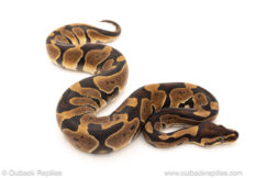 African import dinker ball python for sale