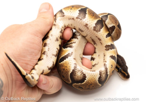 African import dinker ball python for sale