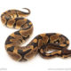 African import dinker ball python for sale