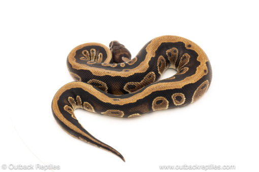 African import dinker ball python for sale