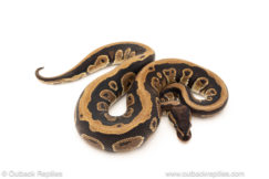 African import dinker ball python for sale