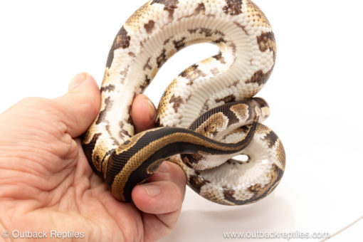 African import dinker ball python for sale