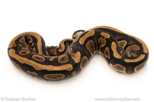 African import dinker ball python for sale