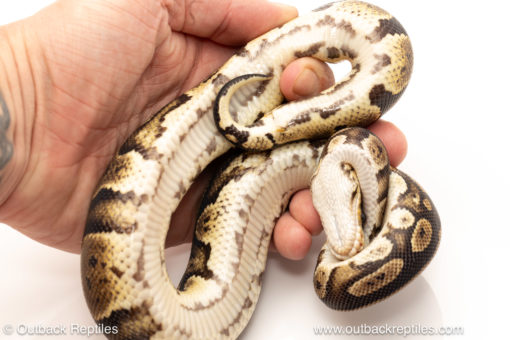 African import dinker ball python for sale