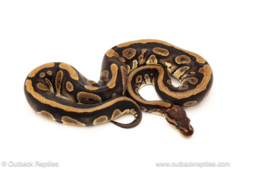 African import dinker ball python for sale