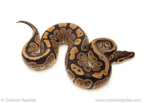 African import dinker ball python for sale