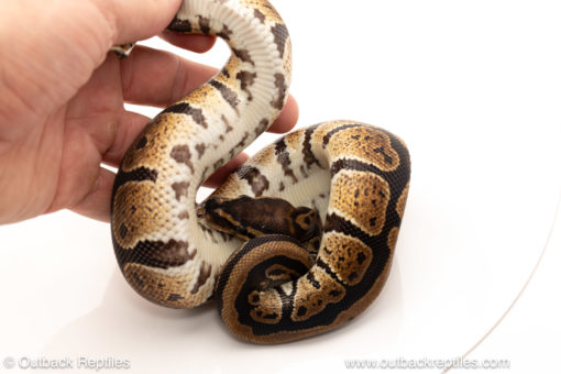 African import dinker ball python for sale