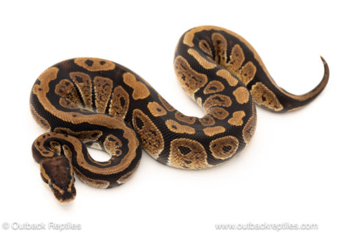 African import dinker ball python for sale