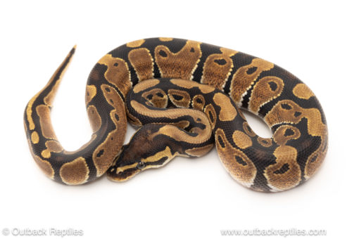 African import dinker ball python for sale