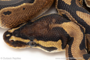 African import dinker ball python for sale