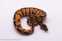 Orange Dream Yellow Belly - Male