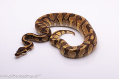 Enchi Phantom Yellow Belly -  Female