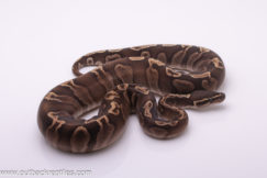 GHI Mojave - Female