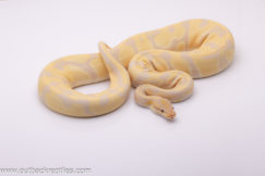 Lavender Het Pied - Female