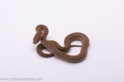 Japanese King Rat Snake 1 - Female