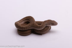 Japanese King Rat Snake 1 - Male