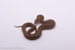 Japanese King Rat Snake 3 - Male