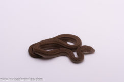 Japanese King Rat Snake 4 - Male