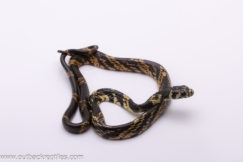 Tiger Rat Snake - Male