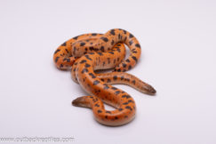 Sunburst Saharan Sand Boas Pair