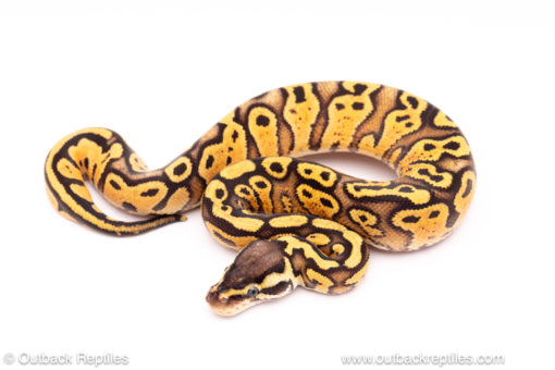 Pastel Yellowbelly Red Stripe ball python for sale