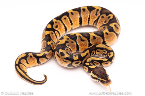 pastel het pied ball python for sale