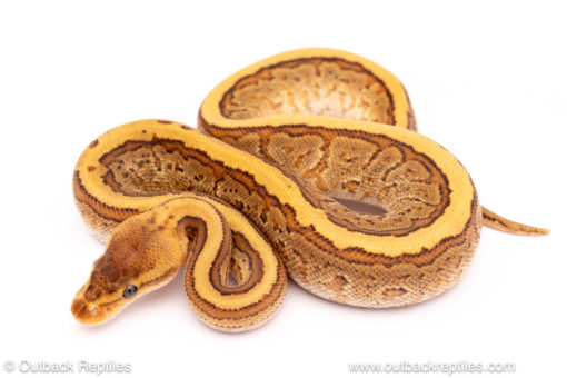 Cypress Honey Yellowbelly pinstripe ball python for sale