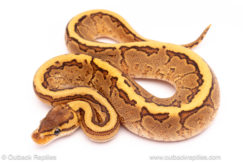 Cypress YB pinstripe ball python for sale