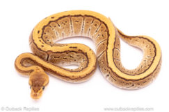 Cypress Honey Pinstripe ball python for sale