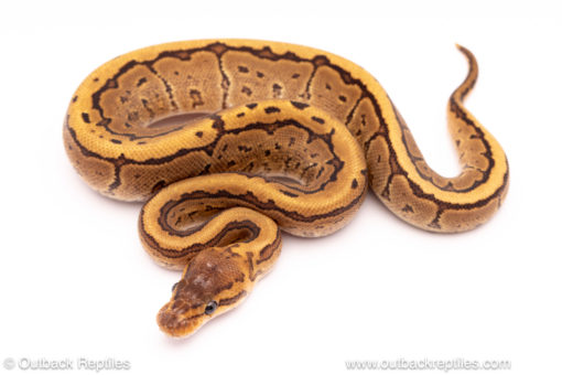 Cypress Pinstripe ball python for sale