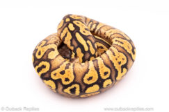 pastel yellowbelly red stripe ball python for sale