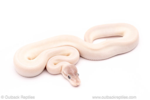 Blue eyed lucy ball python for sale