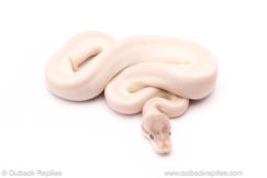 blue eyed lucy yellowbelly ball python for sale