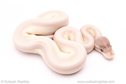 Mystic Potion YB ball python for sale