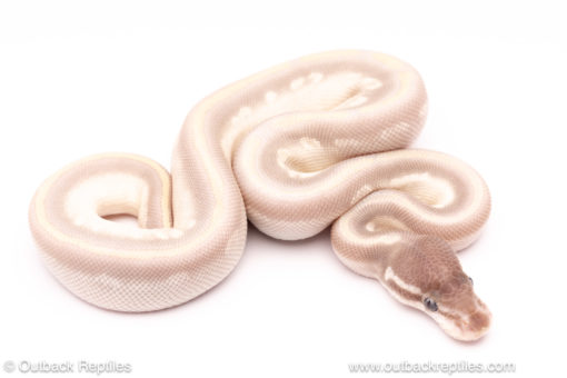 Mystic potion ball python for sale