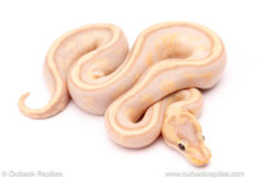 banana super stripe black pastel ball python for sale